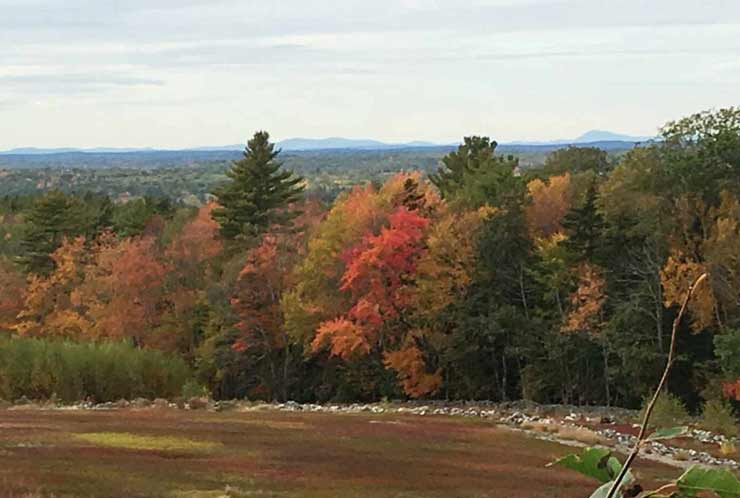 A forest in autumn
